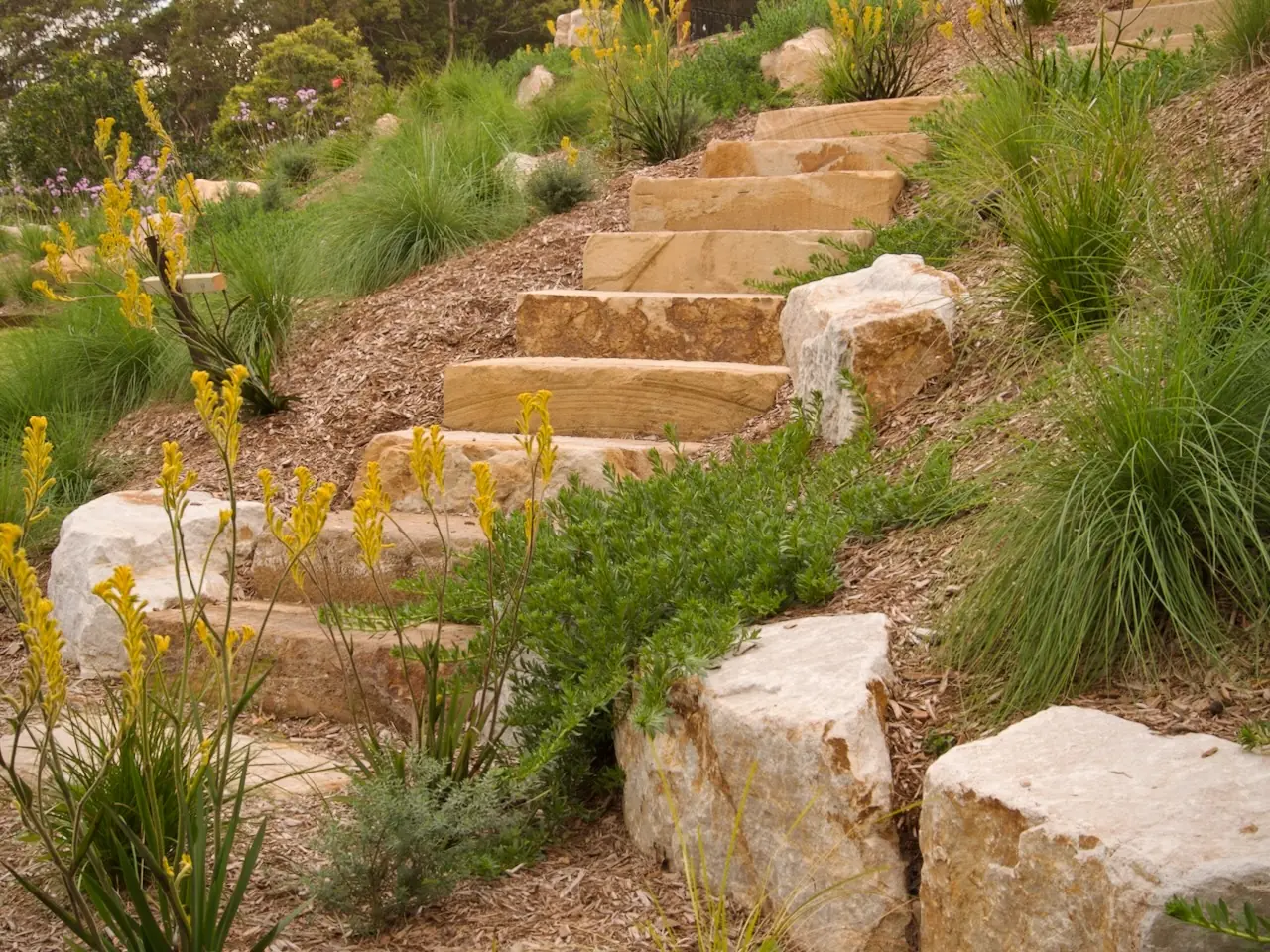 Public garden bank of native planting and sandstone steps, mulched throughout